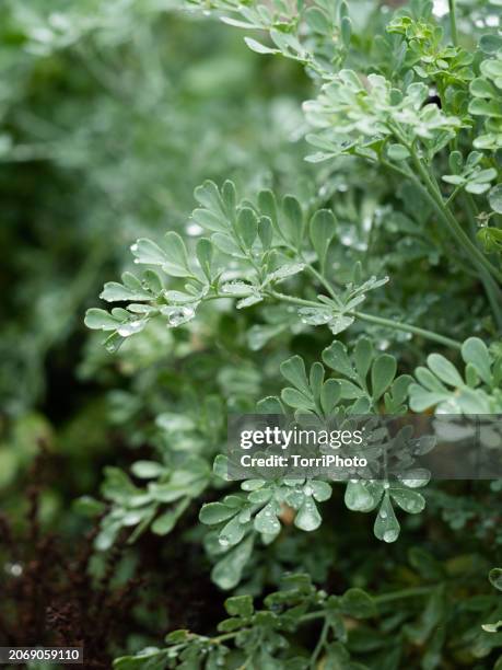 close-up green leaves of herbal plant with water drops. ruta graveolens, rue, common rue or herb-of-grace - rue stock pictures, royalty-free photos & images