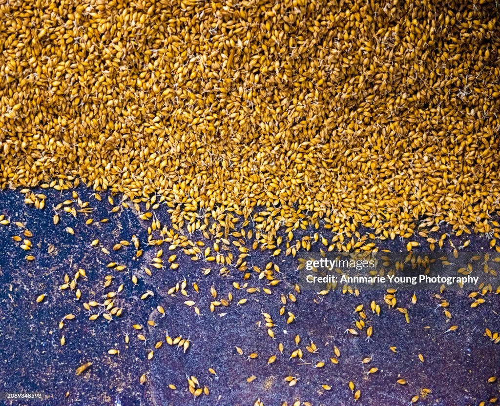 Malted barely on a distillery malting floor