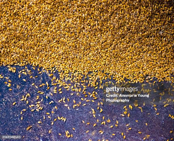 malted barely on a distillery malting floor - barley stock pictures, royalty-free photos & images