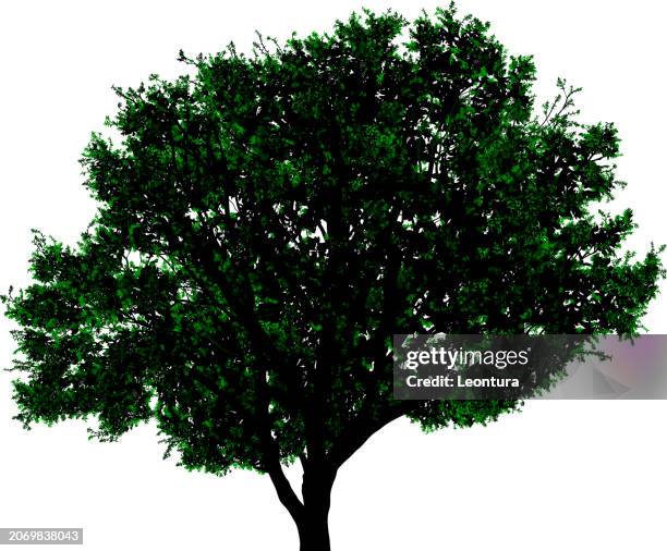 highly detailed tree silhouette - big tree stock illustrations