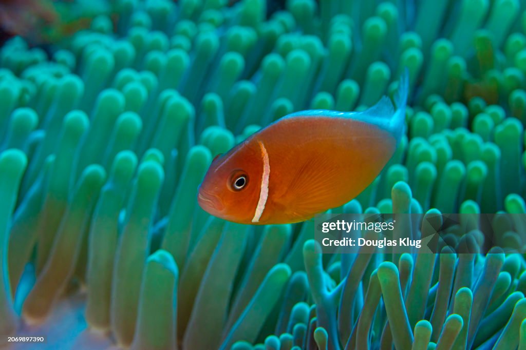 Anemonefish1Jan8-24