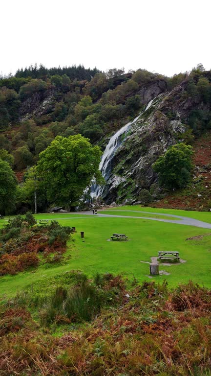 Wiklow Waterfall 33 Japanese Oak Tree Stock Videos, Footage, & 4K Video Clips - Getty Images