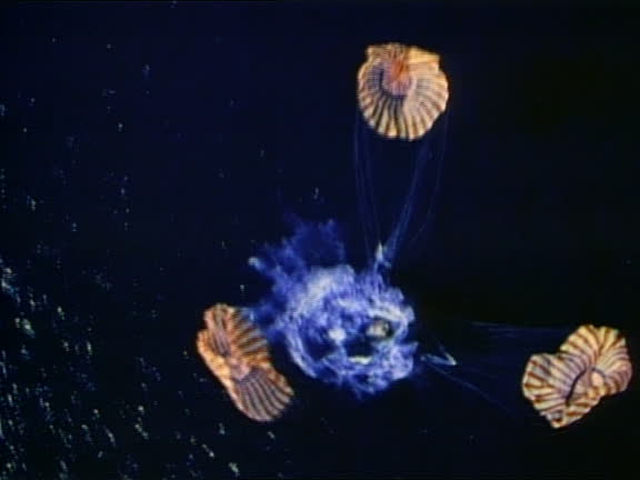 Apollo 37 38 Apollo Splash Down Stock Videos, Footage, & 4K Video Clips - Getty ...