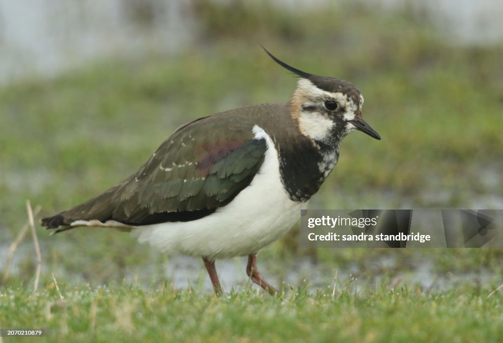 A Lapwing, Vanellus vanellus, searching for food in a flooded field in spring.