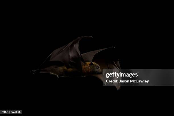 Flying fox is seen during the A-League Women round 19 match between Sydney FC and Western United at Leichhardt Oval on March 09, 2024 in Sydney,...