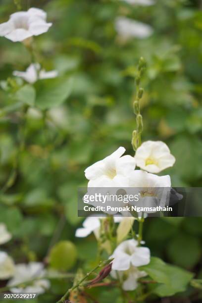 white flower creeping foxglove, asystasia gangetica anderson acanthaceae square trunk fry on the soil surface the top is erect, forming a single leaf with an oval shape - buds stock pictures, royalty-free photos & images