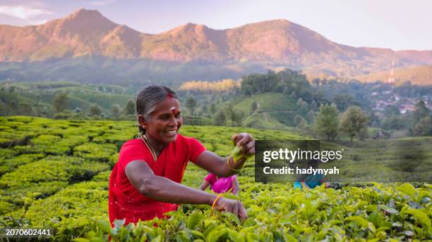 tamil pickers collecting tea leaves on plantation, southern india - munnar photos et images de collection