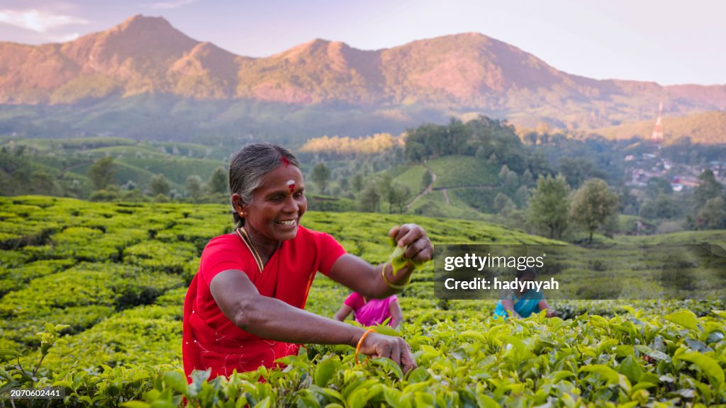 Tamil pickers collecting tea leaves on plantation, Southern India