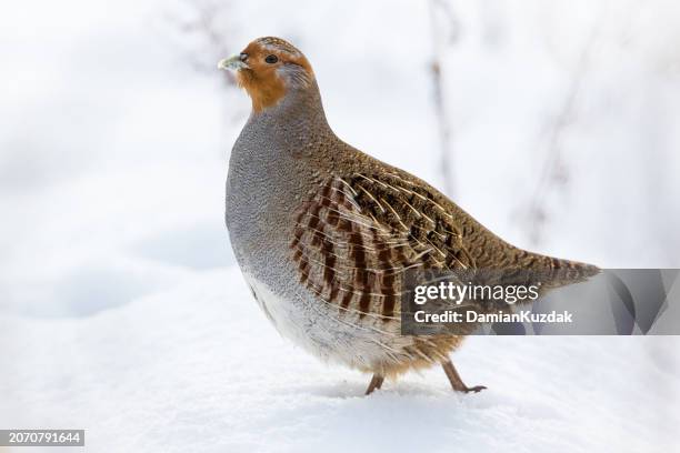 Hunger Partridge 322 Hungarian Partridge Stock Photos, High-Res Pictures, and Images ...