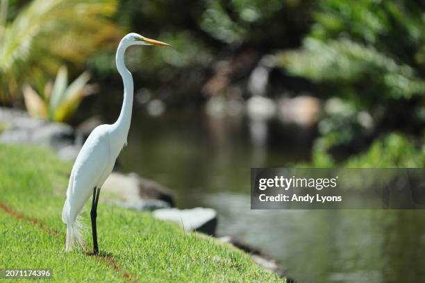 An egret is seen during the third round of the Puerto Rico Open at Grand Reserve Golf Club on March 09, 2024 in Rio Grande, Puerto Rico.