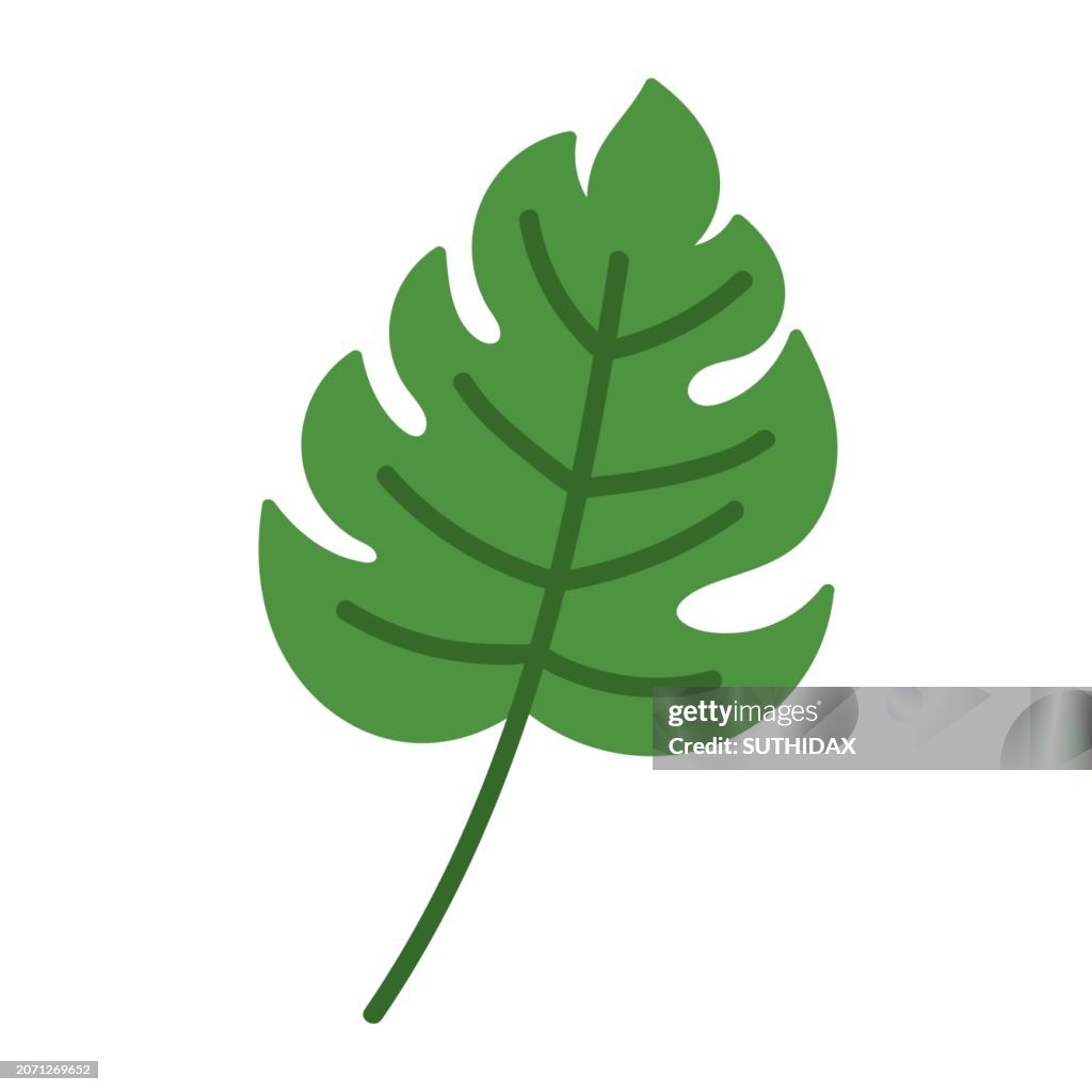 Illustration of leaf type fifteen