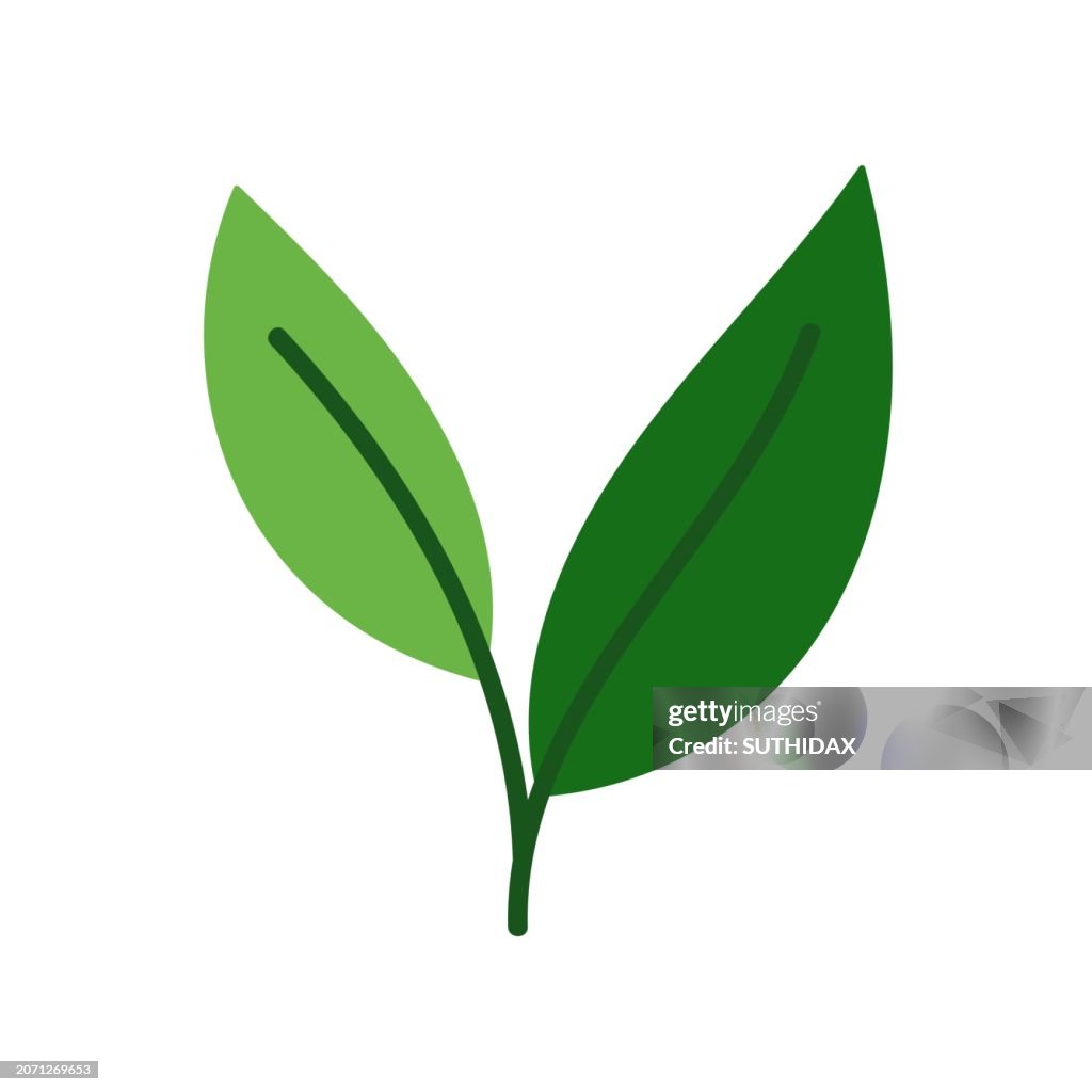 Illustration of leaf type sixteen