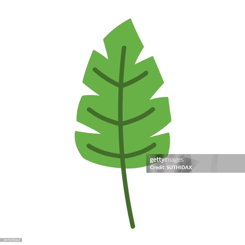 Illustration of leaf type eighteen
