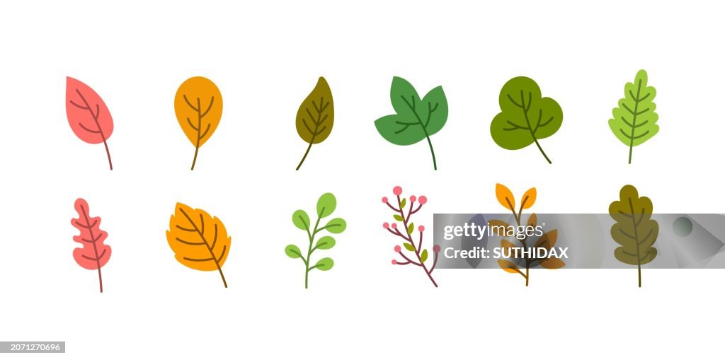 Twelve different types of autumn leaf illustrations