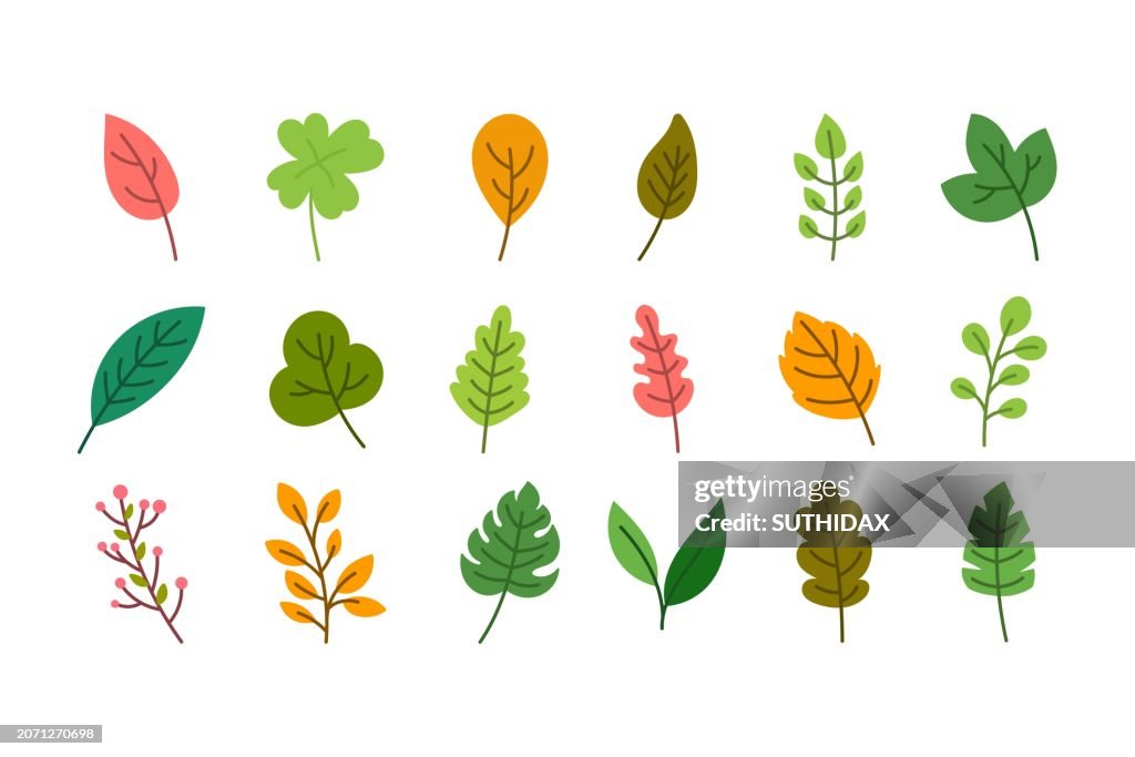 Eighteen different types of leaf illustrations
