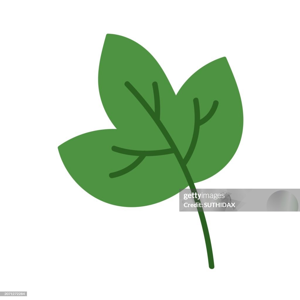 Illustration of leaf type six