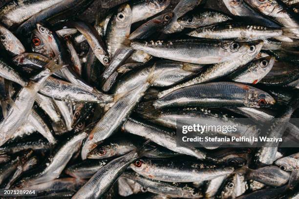 sardines - selenium stock pictures, royalty-free photos & images