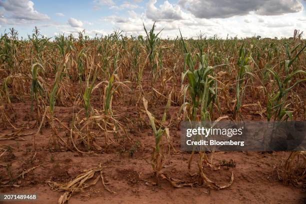 Field of failed corn crops due to drought at a farm in Glendale, Zimbabwe, on Monday, March 11, 2024. A swathe of southern Africa about the size of...