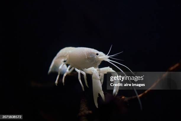 close-up of a white lobster with two claws swimming underwater in some aquarium, side view. - madrid zoo aquarium stock pictures, royalty-free photos & images