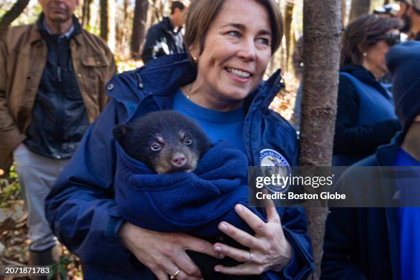 Massachusetts Governor Maura Healey keeps a two month old cub warm while biologists tend to her mom.