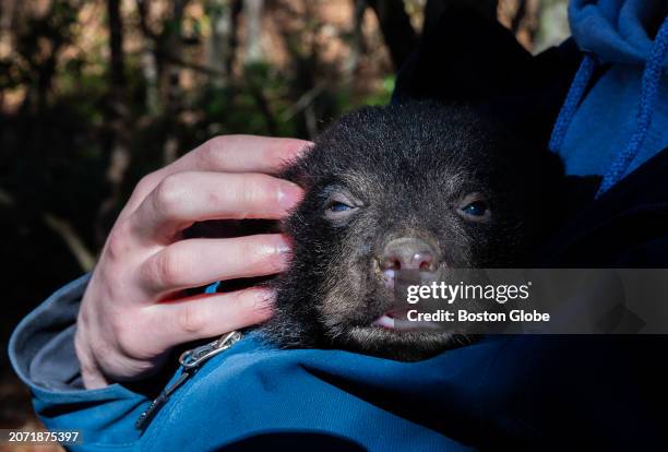 Pelham, MA A sleepy black bear cub is kept warm before being placed back in the nest with their mother.