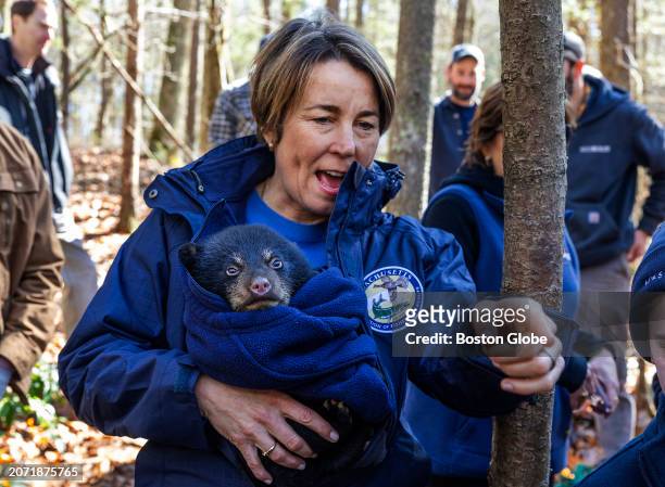 Pelham, MA Massachusetts Governor Maura Healey keeps a two month old bear cub warm as she watches Mother Bear being inspected by biologists from...