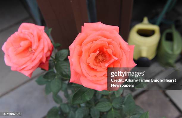 Roses in the backyard garden at the home of Doug and Karin Lenz on Tuesday, May 26, 2015 in Troy, N.Y.