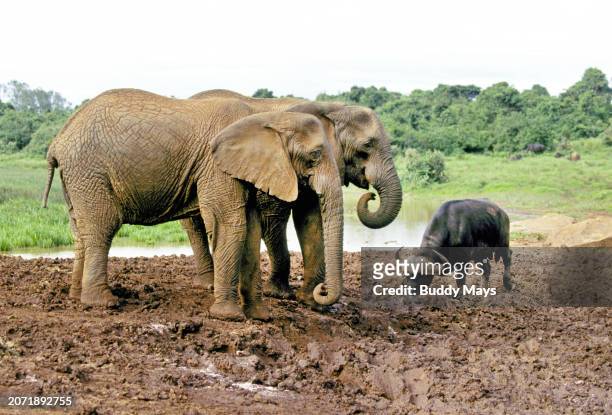 Pair of young African elephants share the muddy shore of a waterhole with a Cape or African buffalo in Aberdare National Park, Kenya, East Africa,...