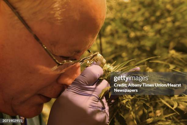 Horticulturalist Chuck Schmitt uses a magnifier to view the pistil of a flower on a marijuana plant in a vegetation room at the Vireo medical...