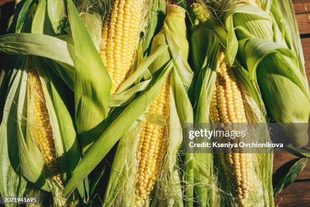 Ptf Rustic Maize 29 Frozen Corn Kernels Stock Photos, High-Res Pictures, and Images ...