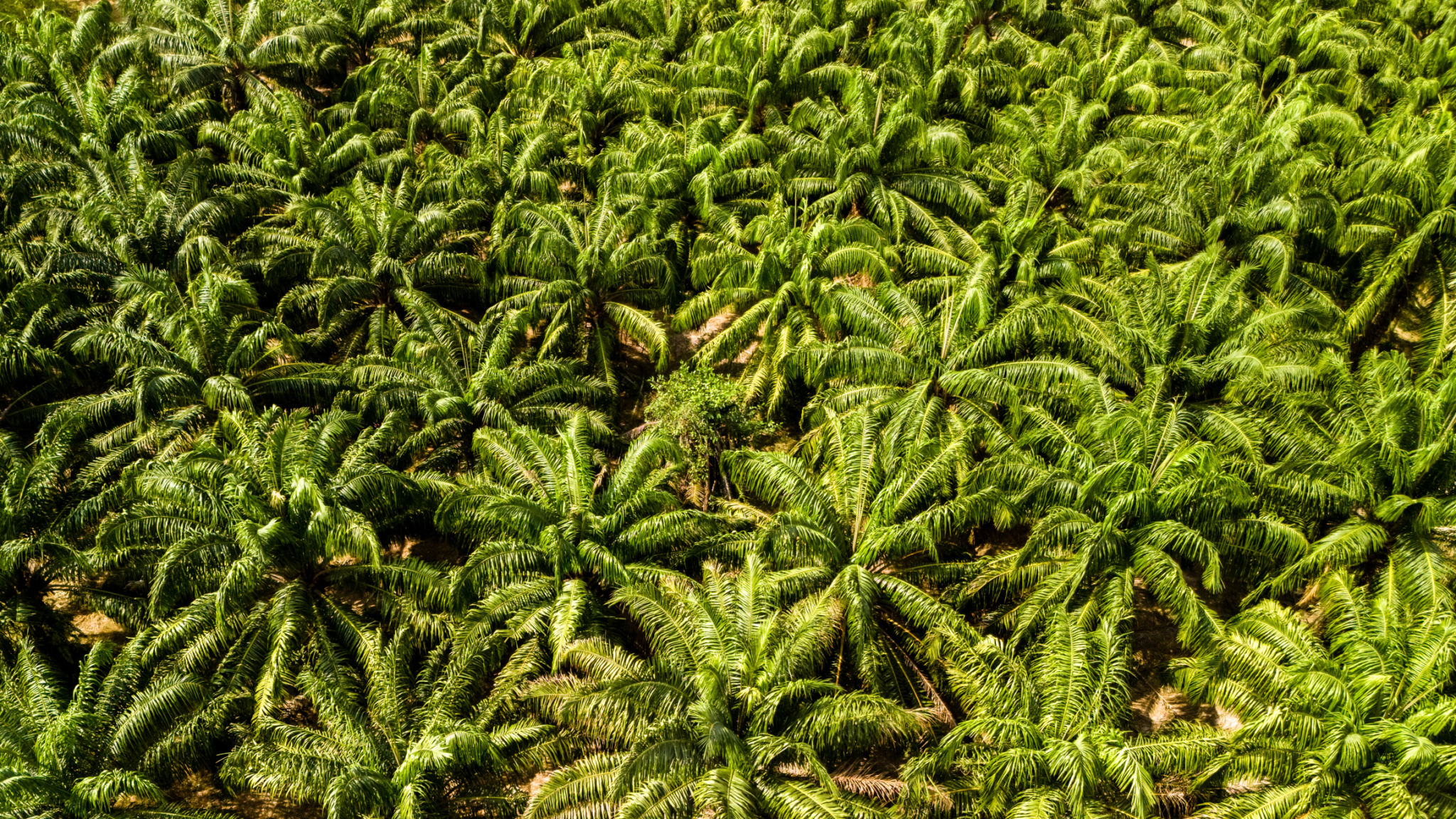 Top view of palm trees in Bali. Baie Property Group Top view of palm trees in Bali. Baie Property Group