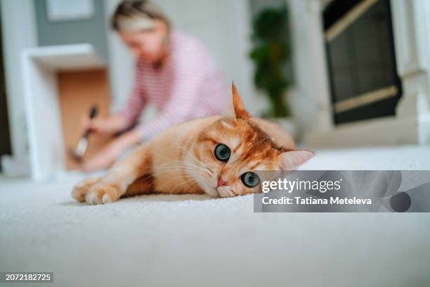 relocation with a cat. ginger kitten lying on the floor while his owner assembling furniture in new apartment - carpet fitting stock pictures, royalty-free photos & images