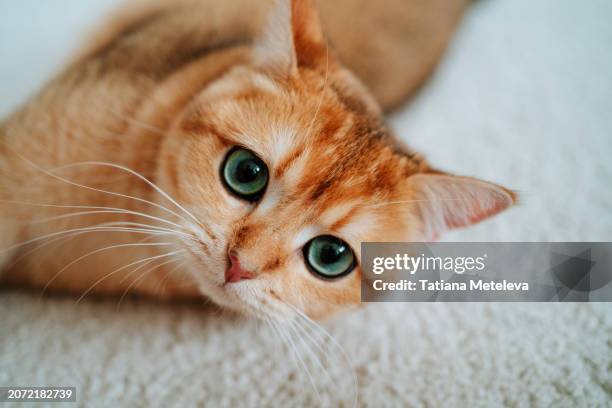 ginger green-eyed kitten relaxing on carpet, and looking at camera - green eyes stock pictures, royalty-free photos & images