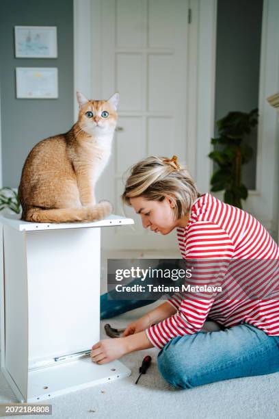 ginger cat control it's owner at home. woman refurbishes furniture with screwdriver, overseen by ginger cat - schotse-vouwoorkat stockfoto's en -beelden