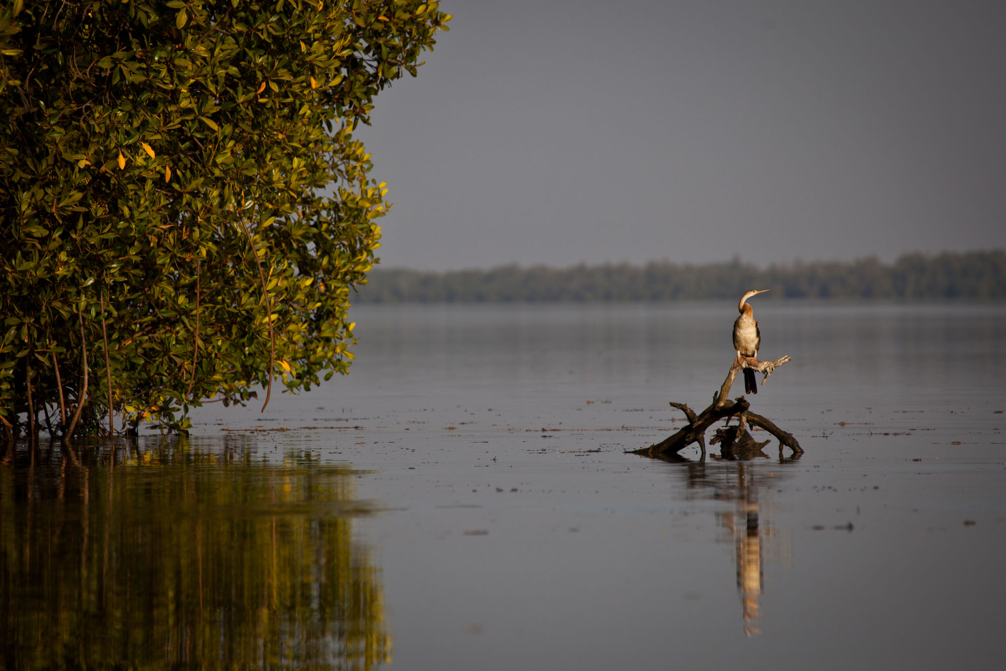 birdwatching gambia