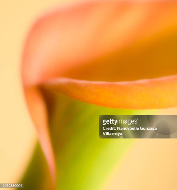 abstract image of  a calla flower - mississauga stock pictures, royalty-free photos & images