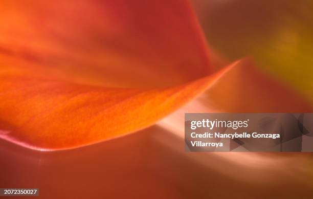 monochrome abstract image of  a calla flower - mississauga stock pictures, royalty-free photos & images