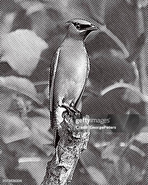 cedar waxwing perching on branches - cedar branch stock illustrations