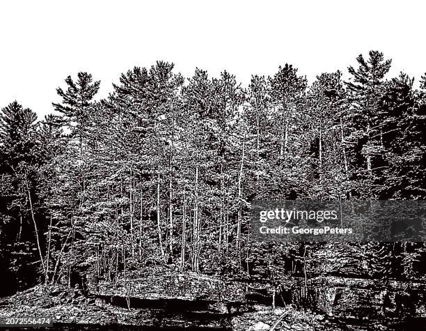 pine trees and river - rocky path stock illustrations