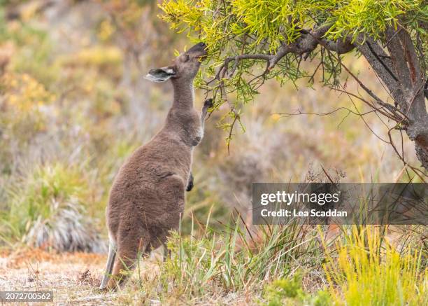 kangaroo eating leaves from a tree - kangaroo stock pictures, royalty-free photos & images