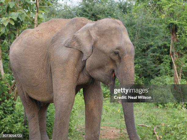 sri lanka - sri lankan elephant stock pictures, royalty-free photos & images