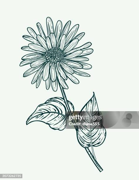 botanical style aster flower on a transparent background - aster stock illustrations