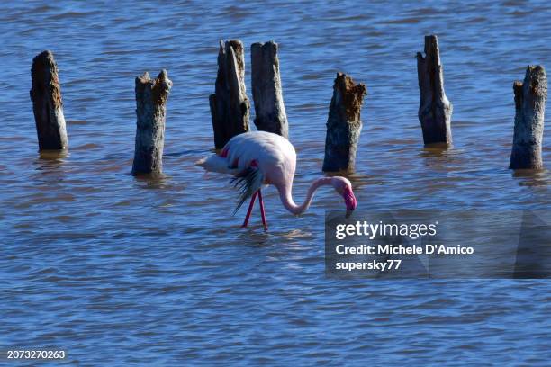 greater flamingo (phoenicopterus roseus) - cagliari flamingos stock pictures, royalty-free photos & images