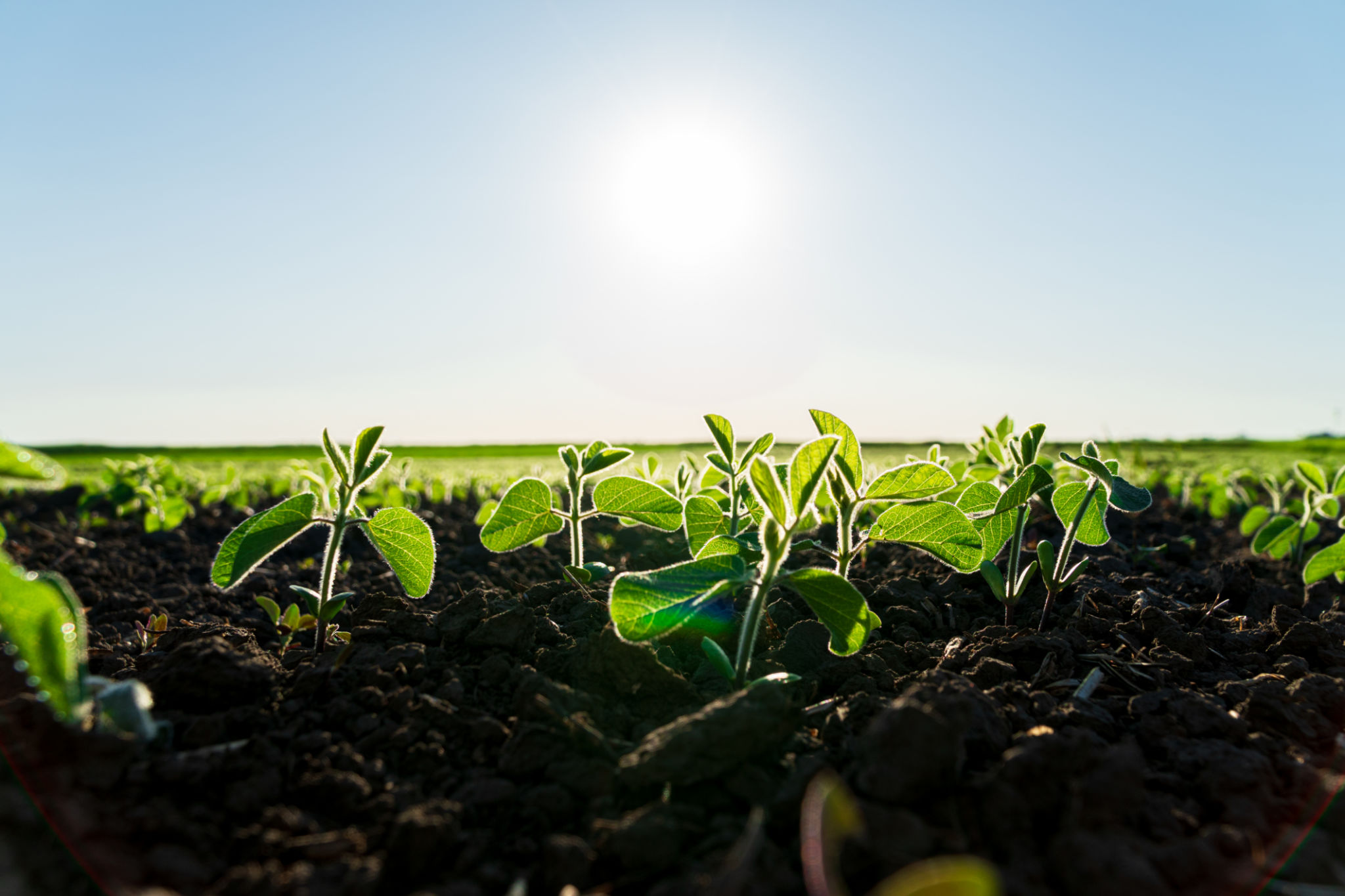 healthy soil