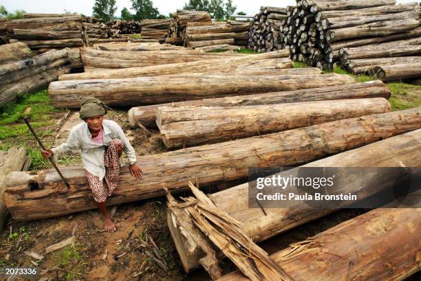 An elderly Burmese woman rests on large teak logs marked for export in a government-run lumberyard June 11, 2003 in Pyin Ma Bin, Myanmar. Teak wood...