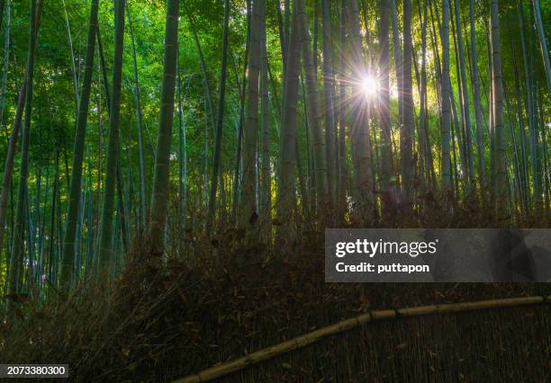 arashiyama bamboo forest, kyoto - sagano stock pictures, royalty-free photos & images