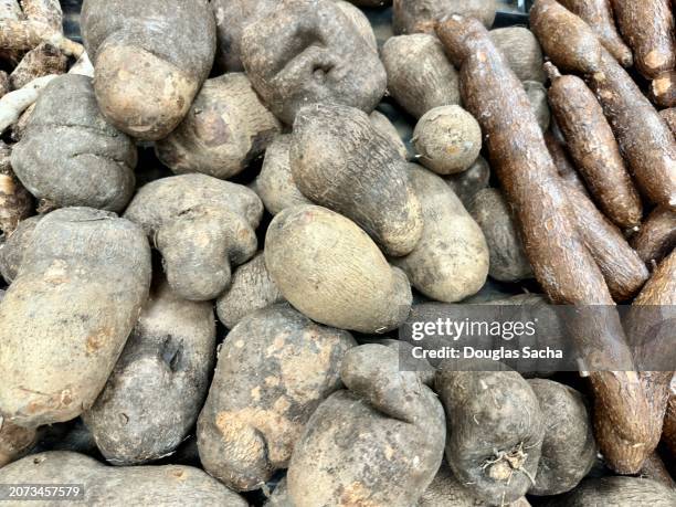 Tapioca Names 1,783 Tapioca Plants Stock Photos, High-Res Pictures, and Images ...