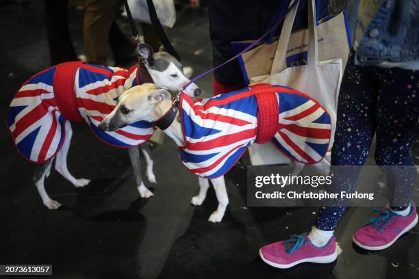 Two Whippets wear Union flag coats on the last day of the Crufts dog show at the National Exhibition Centre on March 10, 2024 in Birmingham, England....