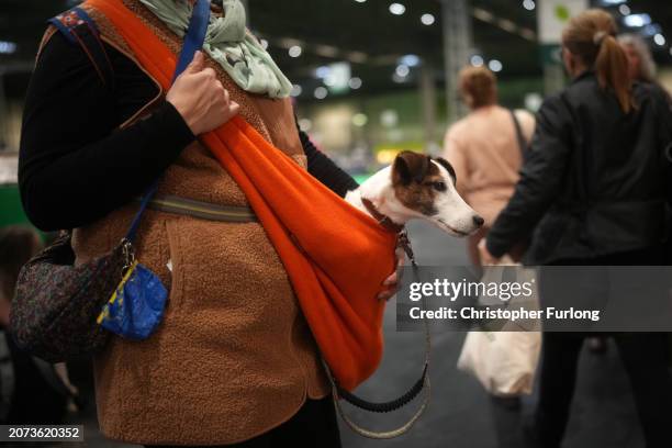 Jack Russell is carried home as the last day of the Crufts dog show nears the end at the National Exhibition Centre on March 10, 2024 in Birmingham,...