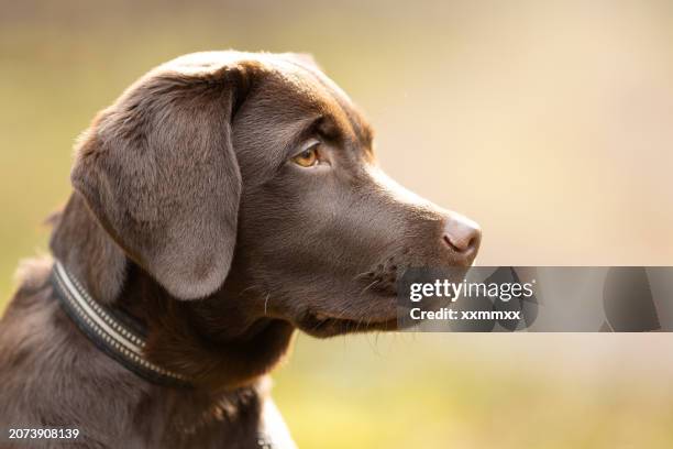 portrait de chiot labrador retriever par une journée ensoleillée - chien rapporteur de gibier photos et images de collection